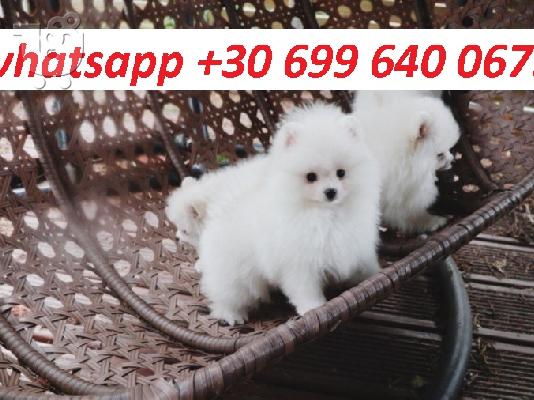 PoulaTo: pomeranian κουτάβια για υιοθεσία